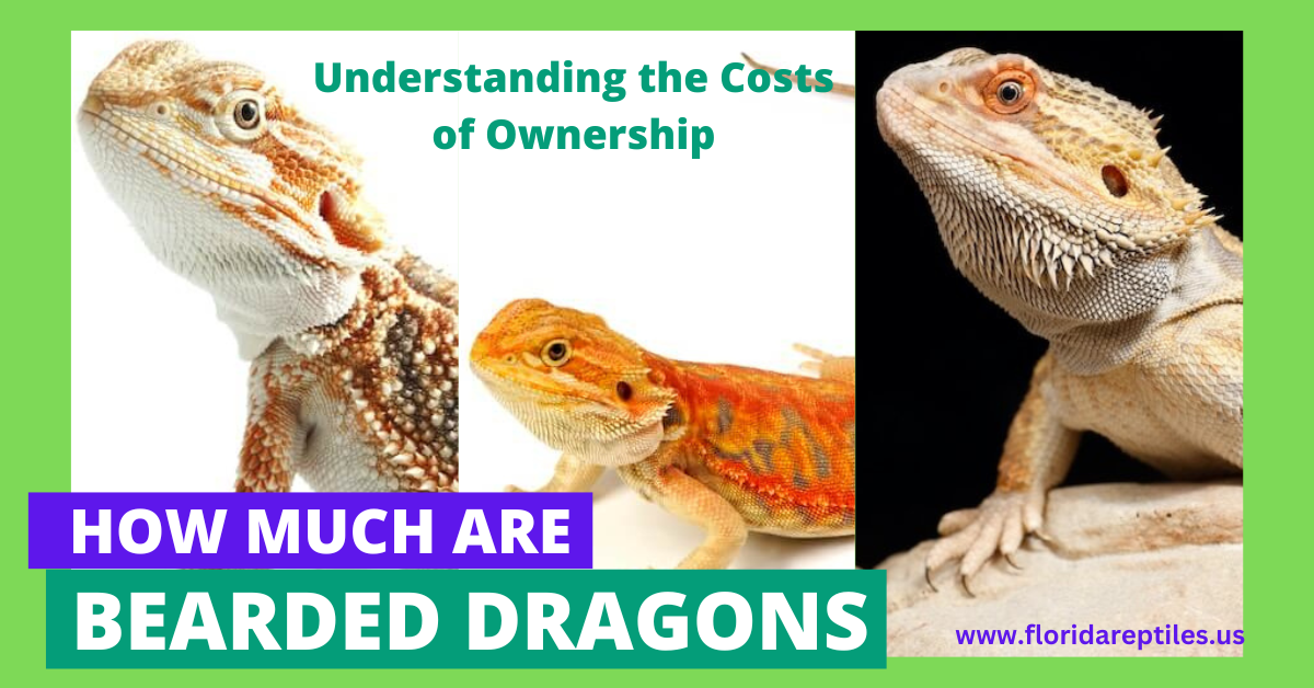 How Much Are Bearded Dragons? The Surprising True Costs of Ownership