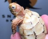 Caramel Leopard Tortoise