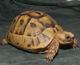 Adult Greek Tortoise