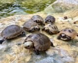 Baby Elongated Tortoise