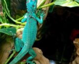 Blue Iguana