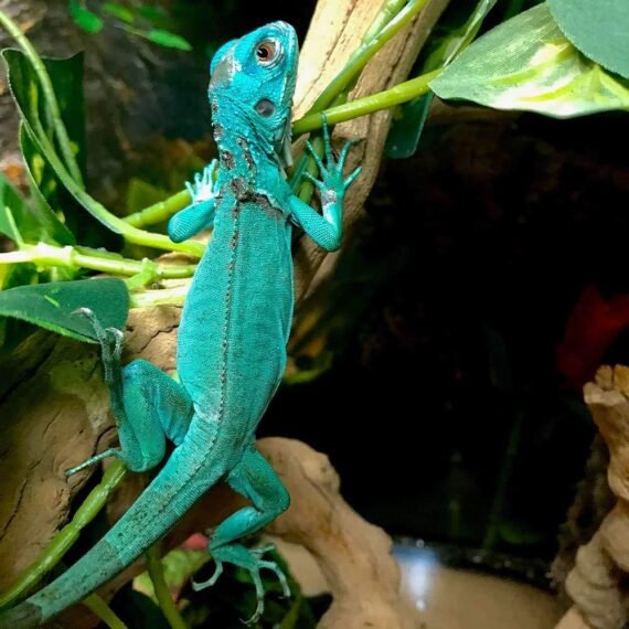 Blue Iguana