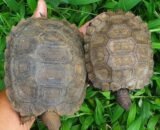 Burmese Brown Mountain Tortoise