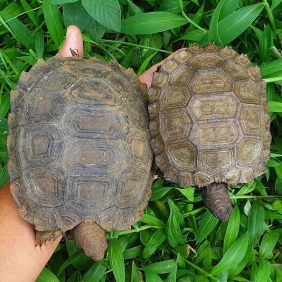 Burmese Brown Mountain Tortoise