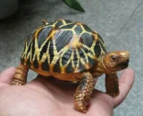 Burmese Star Tortoise