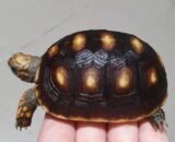 Cherry Head Tortoise