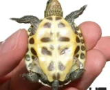 Chinese Golden Thread Turtle