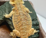 Citrus Bearded Dragon