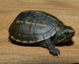 Common Mud Turtle