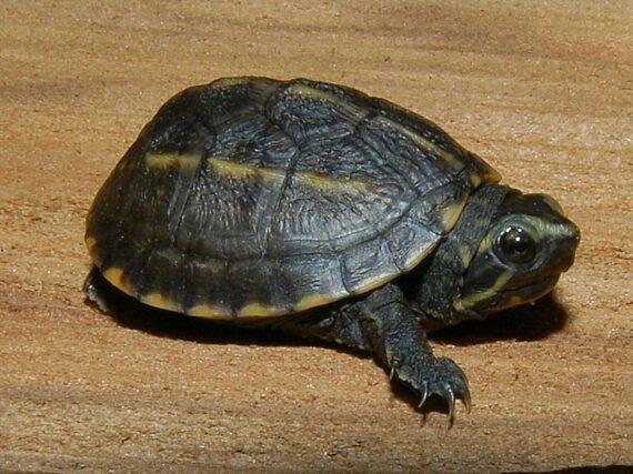 Common Mud Turtle