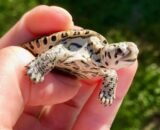 Diamondback Terrapin