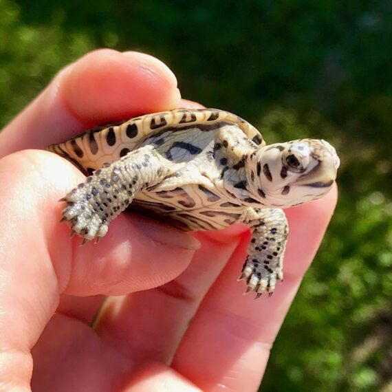 Diamondback Terrapin