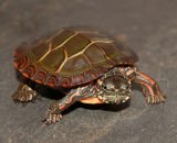 Eastern Painted Turtle