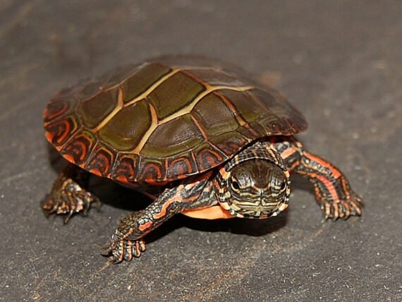 Eastern Painted Turtle