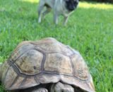 Giant Adult Female Sulcata Tortoise