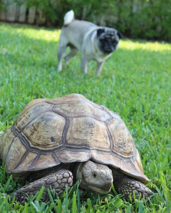 Giant Adult Female Sulcata Tortoise