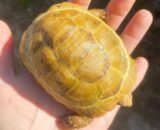 Golden Greek Tortoise