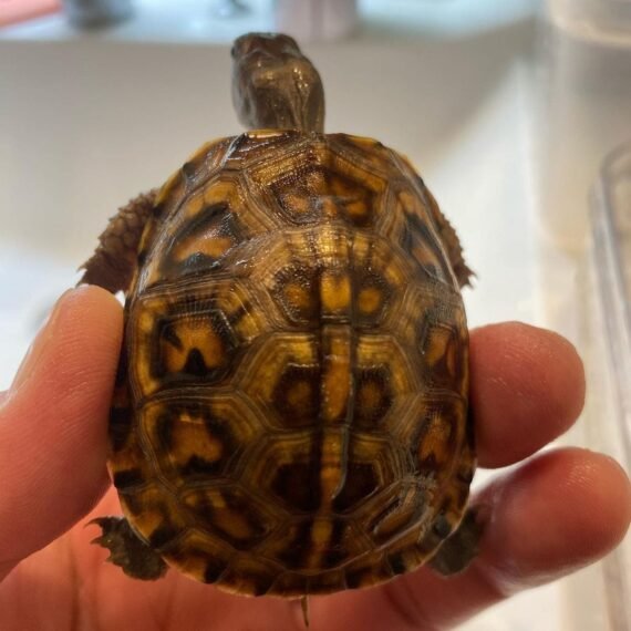 Gulf Coast Box Turtle