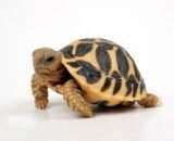 Indian Star Tortoise