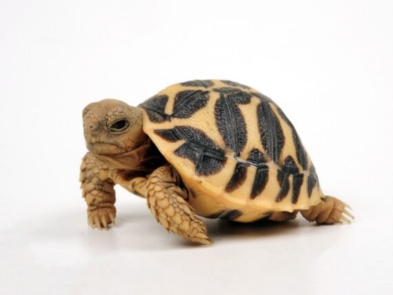 Indian Star Tortoise