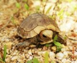 Juvenile Elongated Tortoise