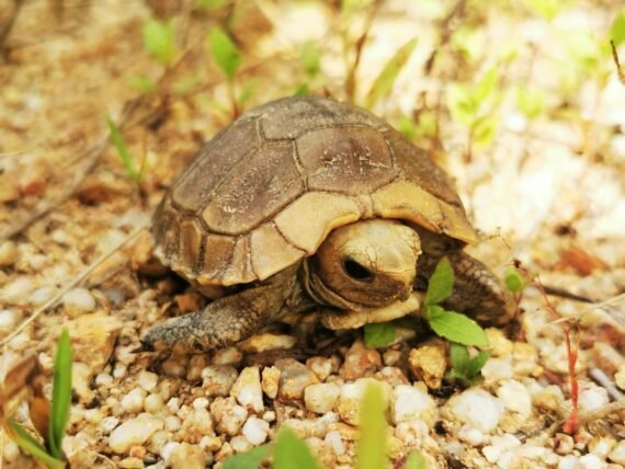 Juvenile Elongated Tortoise