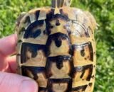 Juvenile Hermann's Tortoise