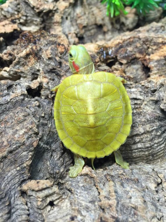 Lemon Lime Albino Slider Turtle