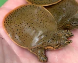 Leopard Softshell Turtle