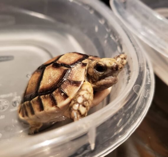 Moroccan Greek Tortoise