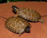 North American Wood Turtle