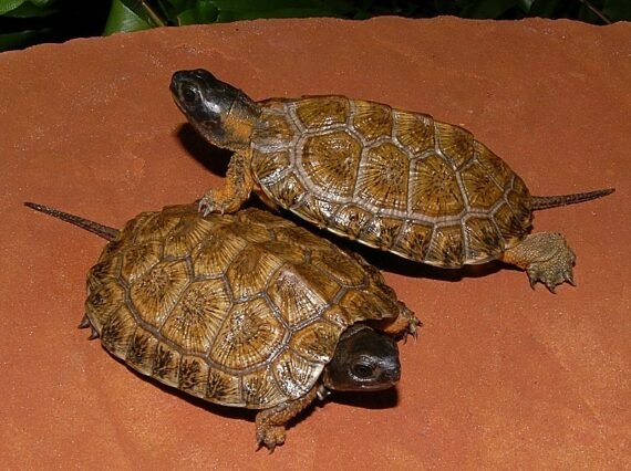 North American Wood Turtle