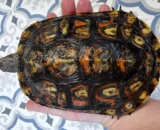 Ornate Wood Turtle