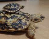 Pancake Tortoise