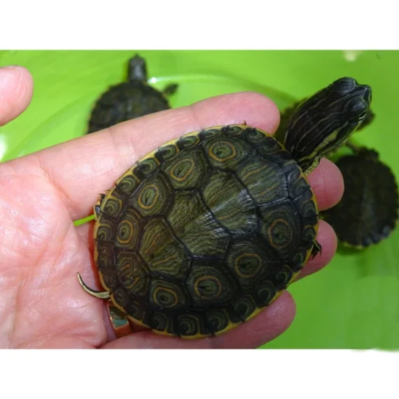 Peacock Slider Turtle