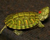 Red Bellied Slider Turtle