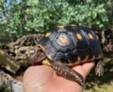 Juvenile Red Footed Tortoise