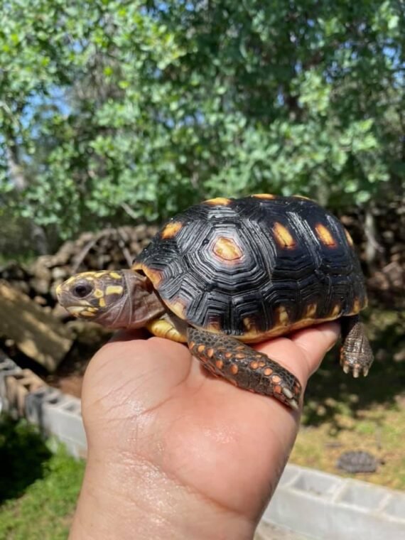 Juvenile Red Footed Tortoise