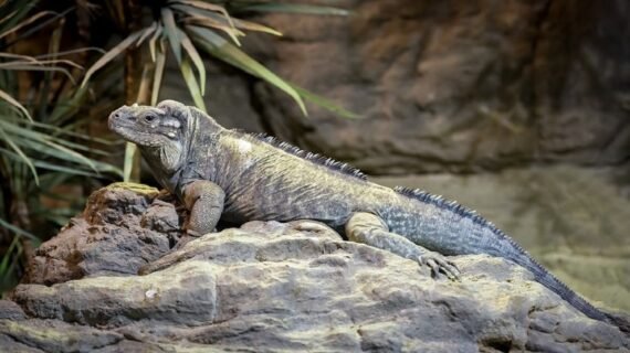 Rhino Iguana