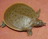 Spiny Softshell Turtle