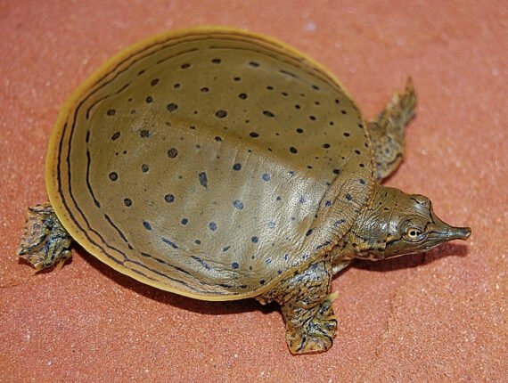 Spiny Softshell Turtle