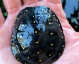 Spotted Turtle