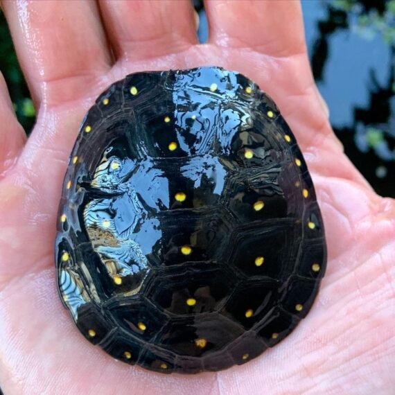 Spotted Turtle