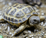 Western Hermann Tortoise