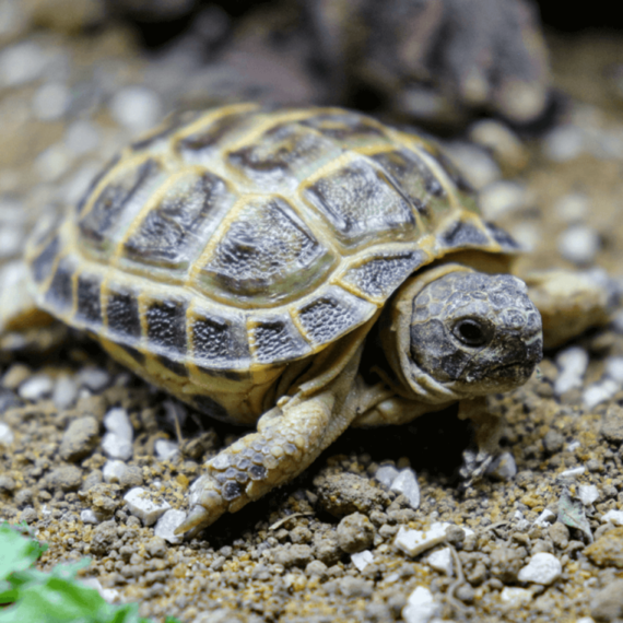 Western Hermann Tortoise