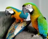 Lovely pair of blue and gold macaw