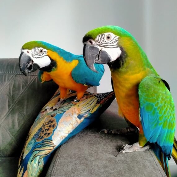 Lovely pair of blue and gold macaw