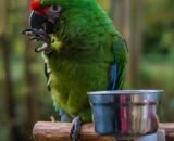 charlie the.macaw 20211215 0001 e1639583264208 768x932 1