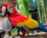 female Sarlet macaws for sale UK