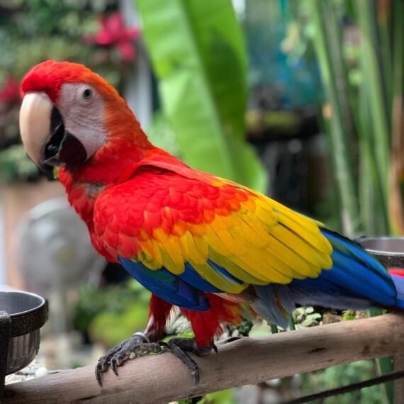 female Sarlet macaws for sale UK